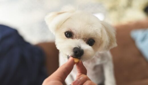 ポメラニアンの子犬向けの餌おすすめ11選！市販ドッグフードを食べない時の対処法や与える量を解説