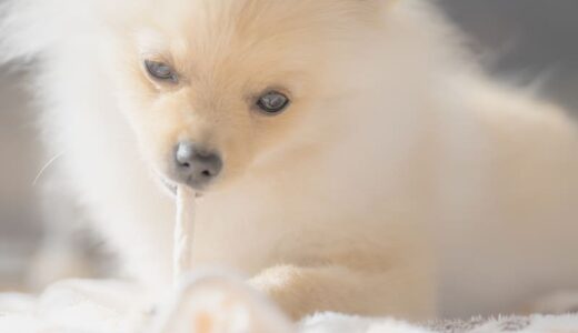 ポメラニアンの涙やけが心配な飼い主さん必見！ドッグフードの選び方やおすすめ商品を紹介