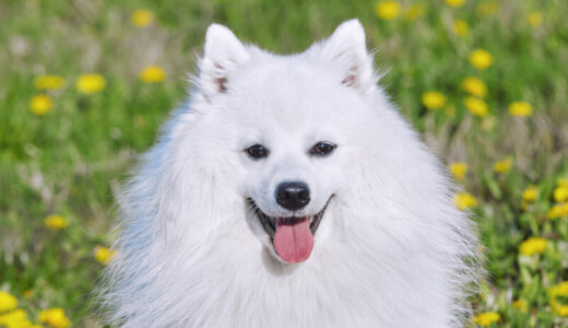 日本スピッツに与えるおすすめ無添加ドッグフード15選！高齢犬におすすめフード・ご飯の量も紹介