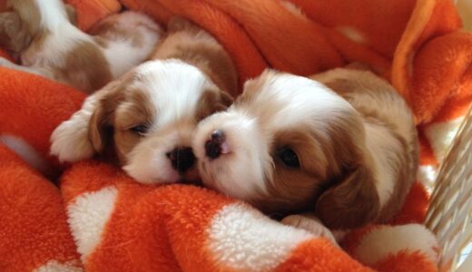 キャバリアの子犬向けドッグフードおすすめ23選！生後3ヶ月の犬に与える餌の量も解説