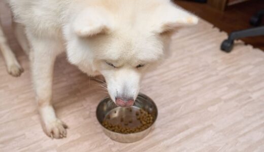 秋田犬保存会の推奨フード基準で選んだおすすめドッグフード17選！選ぶ際のポイントも解説
