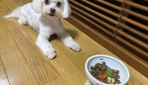 マルチーズの涙やけがひどいと悩む飼い主さん向け市販フードおすすめ26選！選び方も解説
