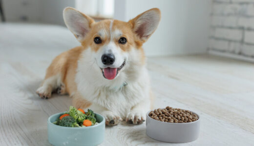 安全な国産ドッグフードランキングおすすめ40選！選び方のポイントを年齢・体型別に解説