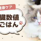 猫の肝臓数値が高いと言われたら？食事でできること・できないこと【獣医師監修】