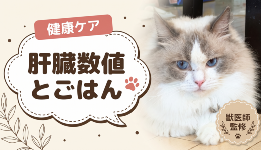 猫の肝臓数値が高いと言われたら？食事でできること・できないこと【獣医師監修】