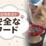 市販キャットフード安全ランキング｜原材料の透明性で選んだ安全なフード
