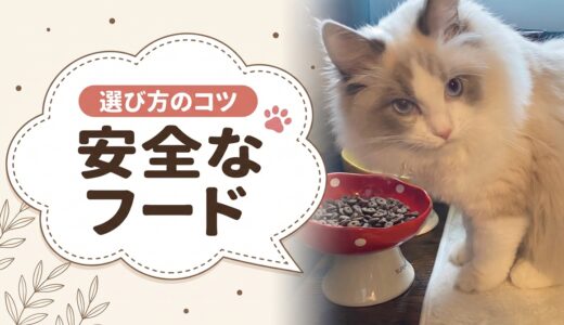 市販キャットフード安全ランキング｜原材料の透明性で選んだ安全なフード