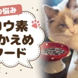 ヨウ素が少ないキャットフード｜原材料表示を1つずつ確認した結果【獣医師監修】