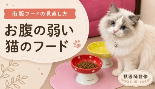 お腹の弱い猫のキャットフードの選び方｜下痢・軟便で受診すべきサインと市販フードの見直し方【獣医師監修】