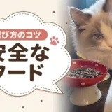 市販キャットフード安全ランキング|原材料の透明性で選んだ安全なフード