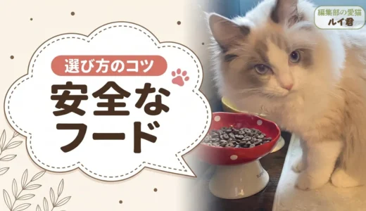 市販キャットフード安全ランキング｜原材料の透明性で選んだ安全なフード