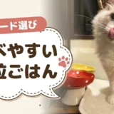 小粒のキャットフードおすすめ10選|市販で買える商品とシニア・子猫向けの選び方