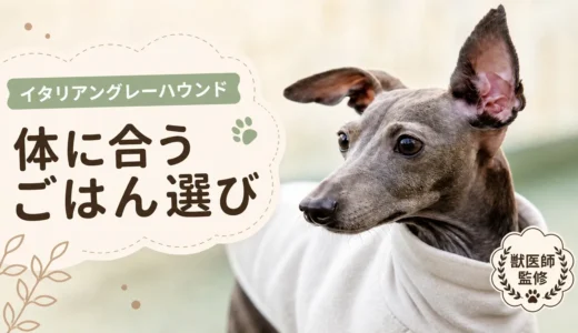 イタリアングレーハウンド向けドッグフードおすすめ11選！【獣医師監修】餌の量・適正体重・食べないときの対処法も解説！