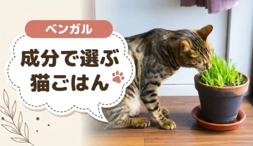 ベンガル向けキャットフードおすすめ11選＆口コミ！リアルなエサの量やamazonでも買えるフードを厳選
